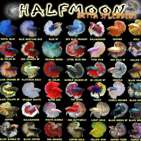 betta fish species list.
